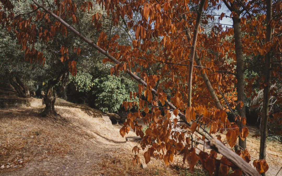 Descubre la Fauna y Flora del Parque Natural de los Alcornocalesión